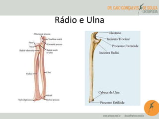 Rádio e Ulna
 