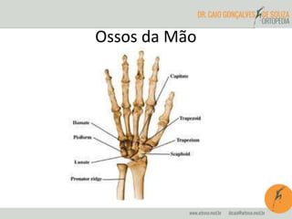 Ossos da Mão
 