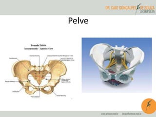 Pelve
 