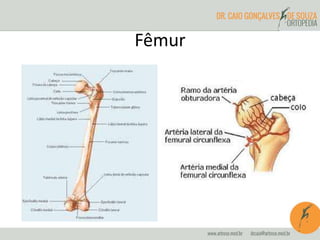 Fêmur
 