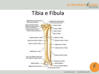 Tíbia e Fíbula
 