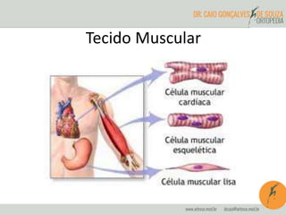 Tecido Muscular
 