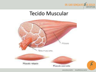 Tecido Muscular
 