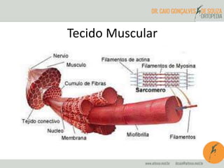 Tecido Muscular
 