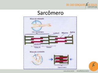Sarcômero
 