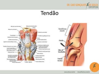 Tendão
 
