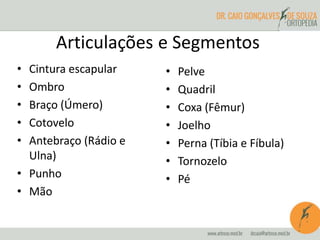Articulações e Segmentos
• Cintura escapular
• Ombro
• Braço (Úmero)
• Cotovelo
• Antebraço (Rádio e
Ulna)
• Punho
• Mão
• Pelve
• Quadril
• Coxa (Fêmur)
• Joelho
• Perna (Tíbia e Fíbula)
• Tornozelo
• Pé
 