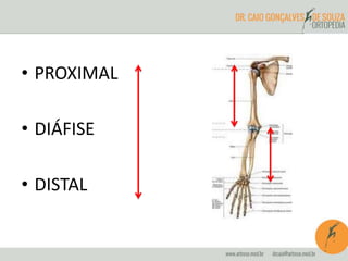 • PROXIMAL
• DIÁFISE
• DISTAL
 