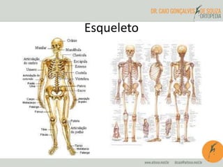 Esqueleto
 