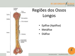 Regiões dos Ossos
Longos
• Epífise (Apófise)
• Metáfise
• Diáfise
 