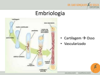 Embriologia
• Cartilagem  Osso
• Vascularizado
 