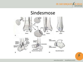 Sindesmose 
 