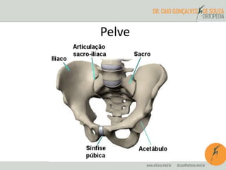 Pelve 
 
