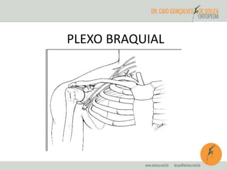 PLEXO BRAQUIAL 
 