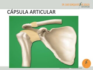CÁPSULA ARTICULAR 
 
