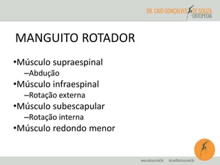MANGUITO ROTADOR 
•Músculo supraespinal 
–Abdução 
•Músculo infraespinal 
–Rotação externa 
•Músculo subescapular 
–Rotação interna 
•Músculo redondo menor 
 