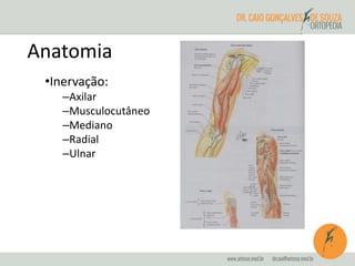 Anatomia 
•Inervação: 
–Axilar 
–Musculocutâneo 
–Mediano 
–Radial 
–Ulnar 
 