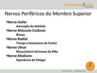 Nervos Periféricos do Membro Superior 
•Nervo Axilar 
Inervação do deltóide 
•Nervo Músculo-Cutâneo 
Bíceps 
•Nervo Radial 
Tríceps e Extensores do Punho 
•Nervo Ulnar 
Musculatura Intrinseca da Mão 
•Nervo Mediano 
Oponência do Polegar 
 