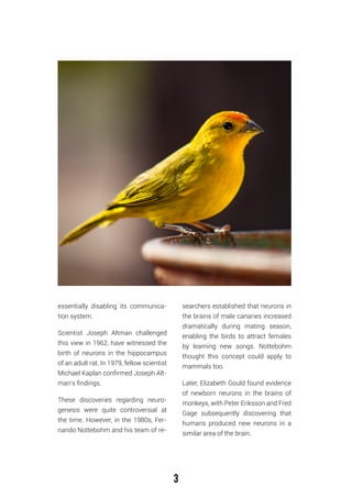 3
essentially disabling its communica-
tion system.
Scientist Joseph Altman challenged
this view in 1962, have witnessed the
birth of neurons in the hippocampus
of an adult rat. In 1979, fellow scientist
Michael Kaplan confirmed Joseph Alt-
man’s findings.
These discoveries regarding neuro-
genesis were quite controversial at
the time. However, in the 1980s, Fer-
nando Nottebohm and his team of re-
searchers established that neurons in
the brains of male canaries increased
dramatically during mating season,
enabling the birds to attract females
by learning new songs. Nottebohm
thought this concept could apply to
mammals too.
Later, Elizabeth Gould found evidence
of newborn neurons in the brains of
monkeys, with Peter Eriksson and Fred
Gage subsequently discovering that
humans produced new neurons in a
similar area of the brain.
 