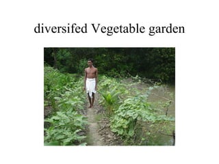 diversifed Vegetable garden 