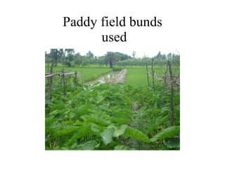 Paddy field bunds  used 