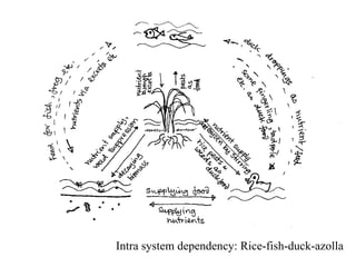 Intra system dependency: Rice-fish-duck-azolla 