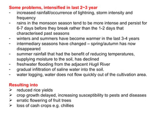 Some problems, intensified in last 2~3 year increased rainfall / occurrence of lightning , storm intensity and frequency rains in the monsoon season tend to be more intense and persist for 6-7 days   before they break rather than the 1-2 days that characterised past seasons winters and summers have become warmer in the last 3-4 years intermediary seasons have changed – spring /autumn  has now disappeared summer rainfall that had the benefit of reducing temperatures, supplying moisture to the soil,   has declined freshwater flooding from the adjacent  Hugli  River gradual infiltration of saline water into the   soil.  water   logging ,  water   does not flow quickly out of the cultivation area. Resulting into reduced rice yields crop growth delayed, increasing susceptibility to pests and diseases erratic flowering of fruit trees loss of cash crops e.g. chillies 