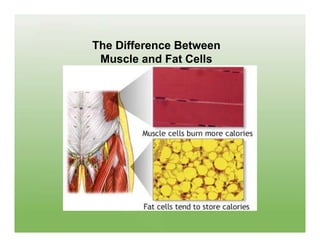 The Difference Between
 Muscle and Fat Cells
 