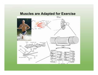 Muscles are Adapted for Exercise
 