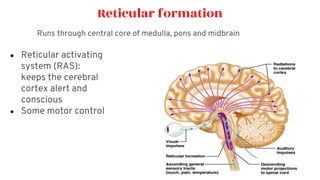 The Central Nervous System: Structures & Functions by Dr. David Ikwuka ...