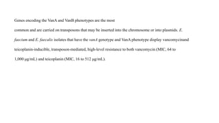 Genes encoding the VanA and VanB phenotypes are the most
common and are carried on transposons that may be inserted into the chromosome or into plasmids. E.
faecium and E. faecalis isolates that have the vanA genotype and VanA phenotype display vancomycinand
teicoplanin-inducible, transposon-mediated, high-level resistance to both vancomycin (MIC, 64 to
1,000 μg/mL) and teicoplanin (MIC, 16 to 512 μg/mL).
 