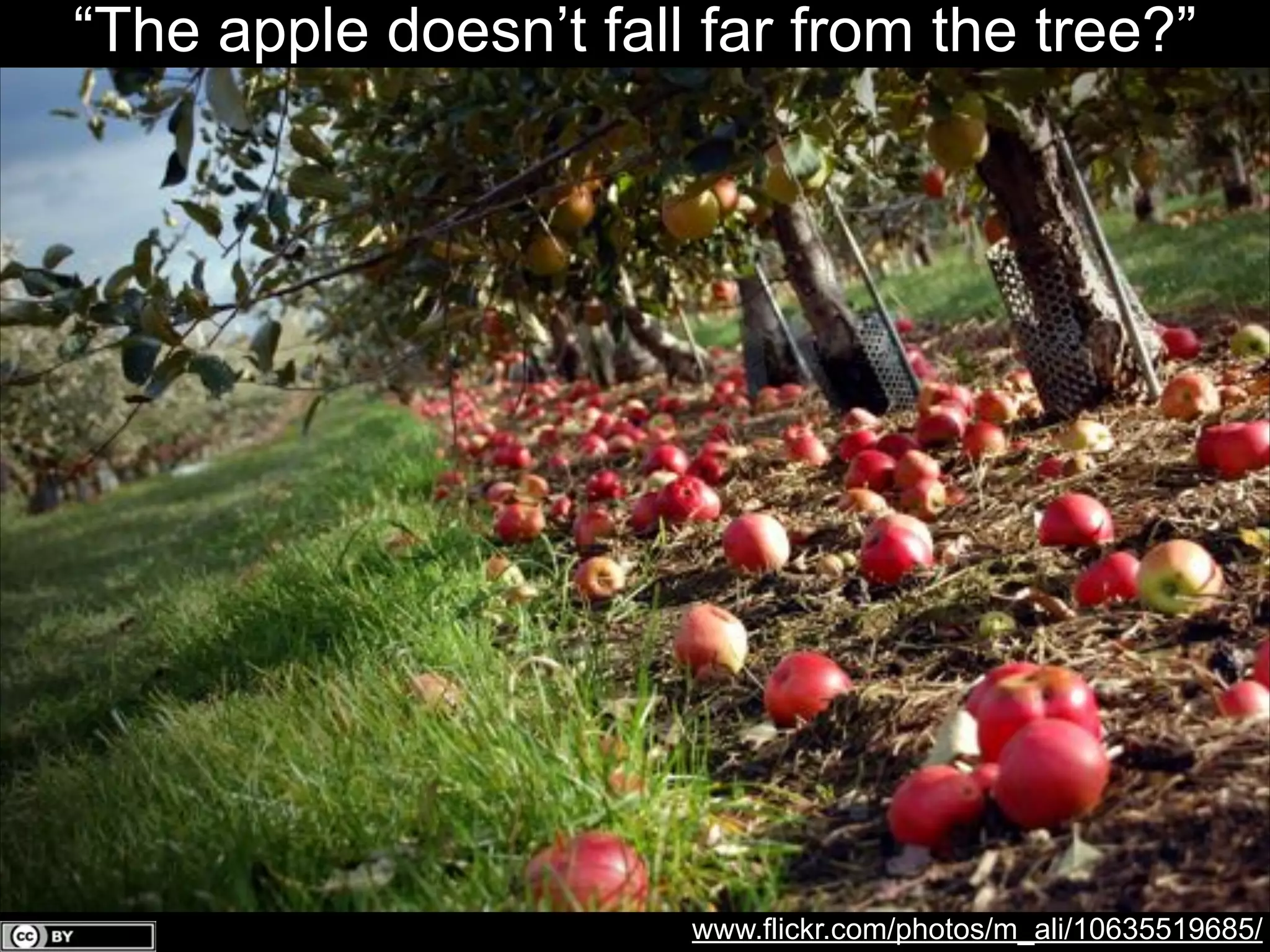 “The apple doesn’t fall far from the tree?”

www.flickr.com/photos/m_ali/10635519685/

 