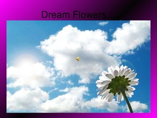 Dream Flowers… 