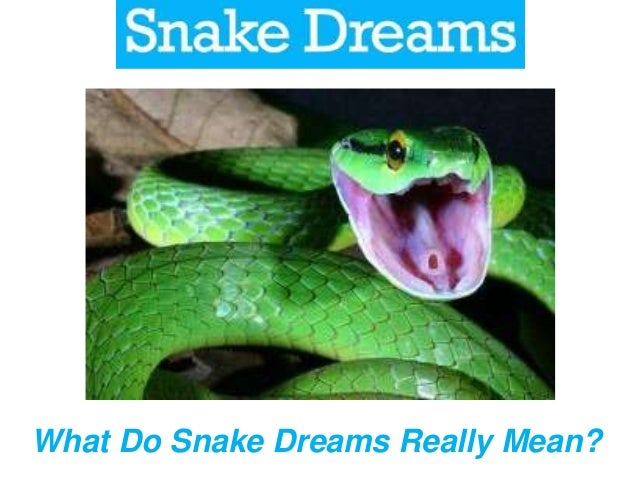 Dreams About Snakes, What Do They Mean?