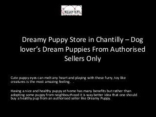 Dreamy Puppy Store in Chantilly – Dog
lover’s Dream Puppies From Authorised
Sellers Only
Cute puppy eyes can melt any heart and playing with these furry, toy like
creatures is the most amazing feeling. .
Having a nice and healthy puppy at home has many benefits but rather than
adopting some puppy from neighbourhood it is way better idea that one should
buy a healthy pup from an authorised seller like Dreamy Puppy.
 