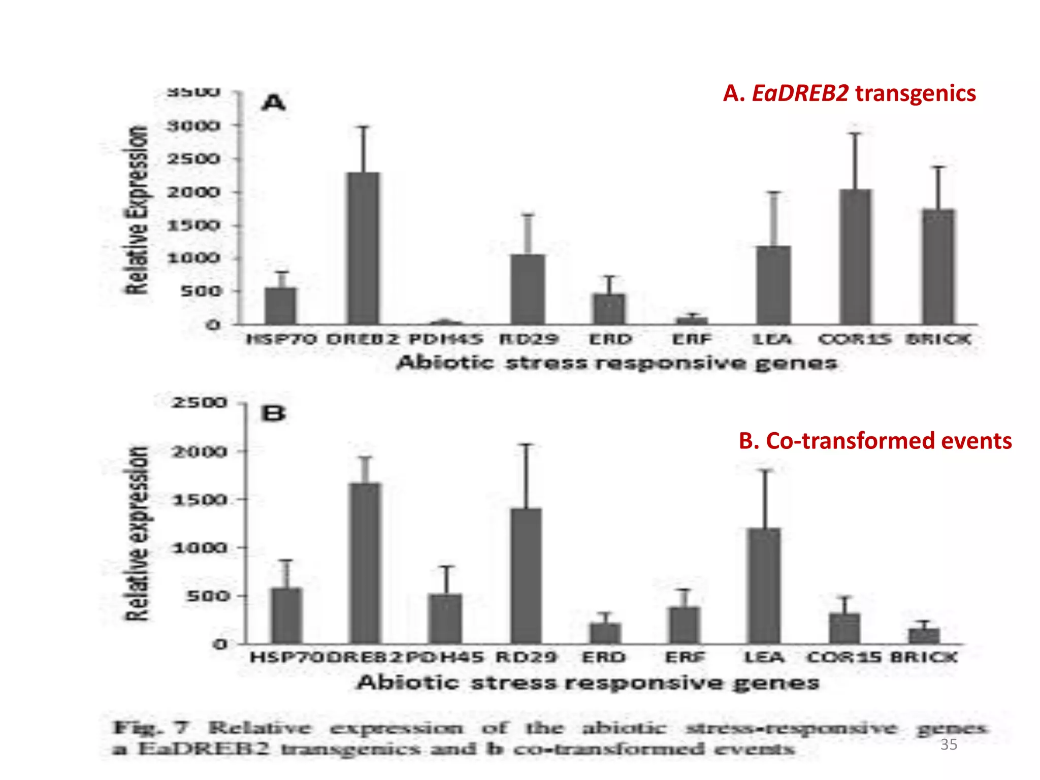 A. EaDREB2 transgenics
B. Co-transformed events
35
 