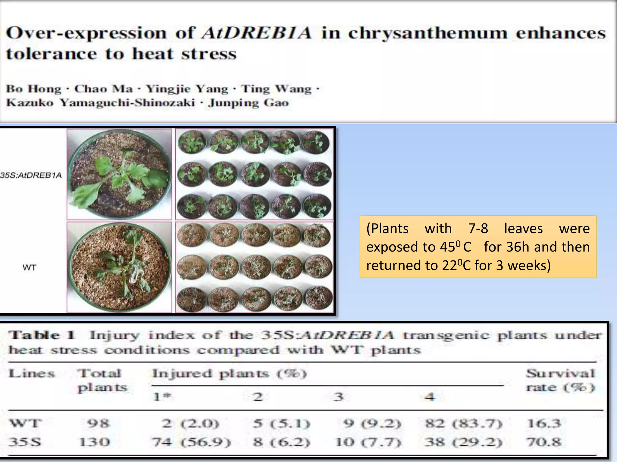 40
(Plants with 7-8 leaves were
exposed to 450 C for 36h and then
returned to 220C for 3 weeks)
 