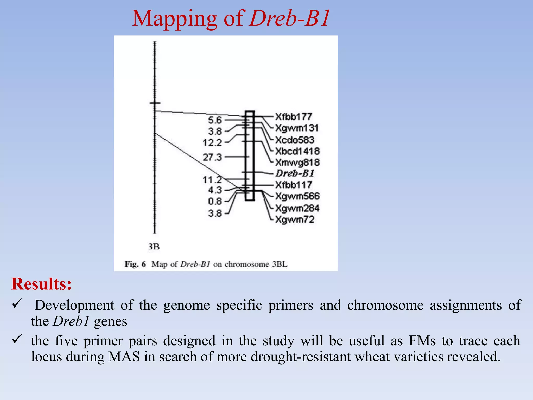 Results:
 Development of the genome specific primers and chromosome assignments of
the Dreb1 genes
 the five primer pairs designed in the study will be useful as FMs to trace each
locus during MAS in search of more drought-resistant wheat varieties revealed.
Mapping of Dreb-B1
 