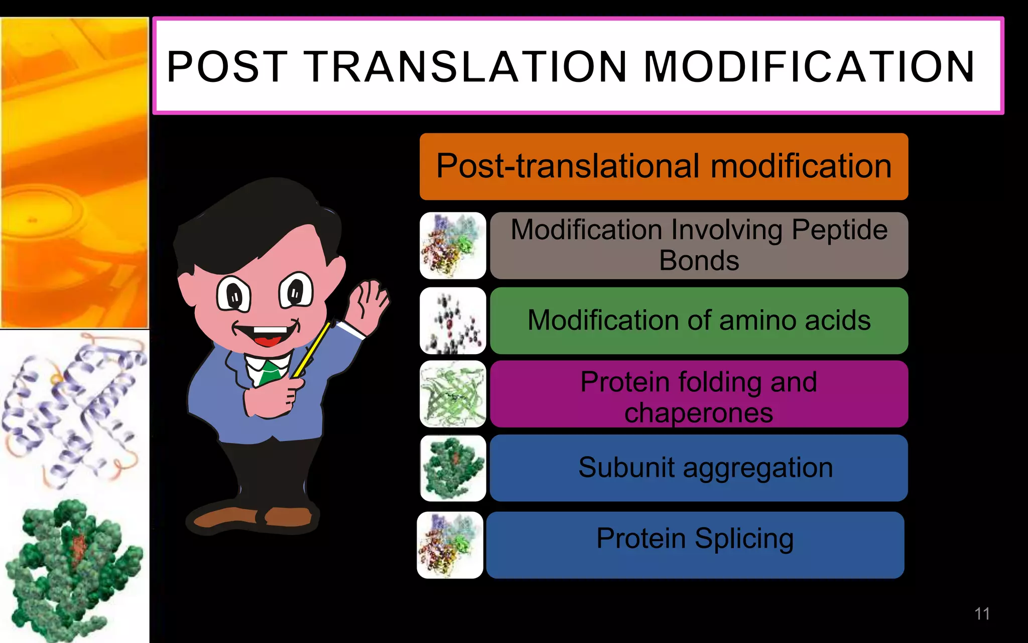 Post-translational modification
Modification Involving Peptide
Bonds
Modification of amino acids
Subunit aggregation
Protein folding and
chaperones
11
Protein Splicing
 