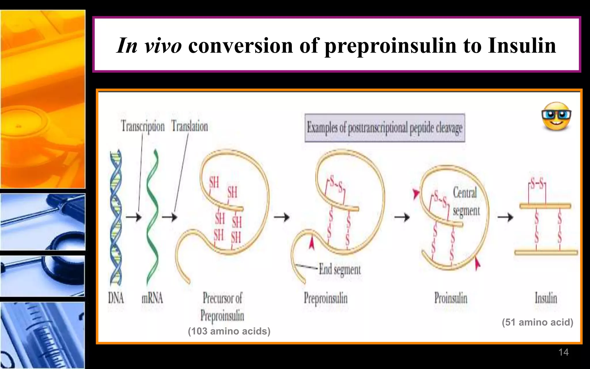 14
iIn vivo conversion of preproinsulin to Insulin
14
(103 amino acids)
(51 amino acid)
 