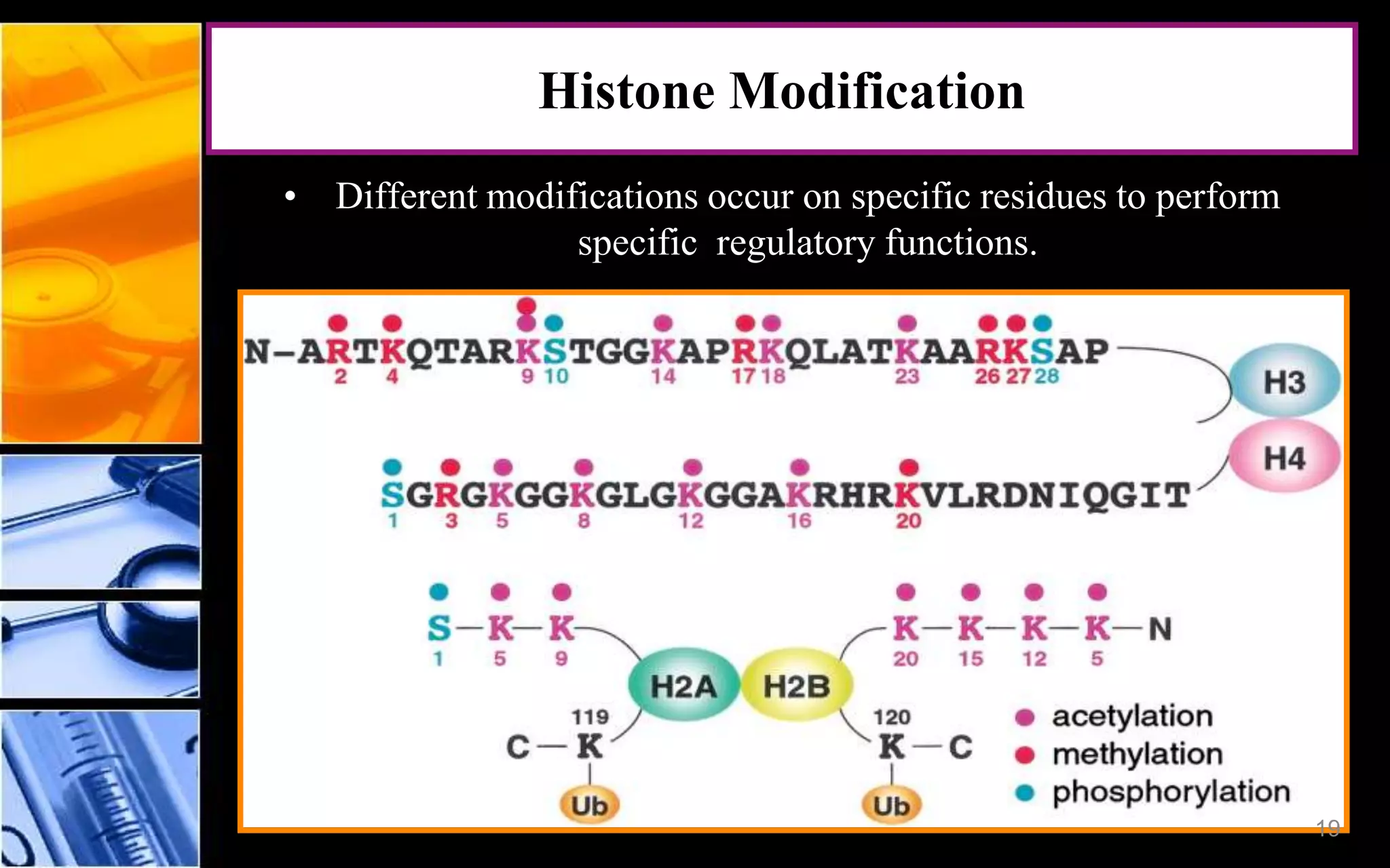 Histone Modification
• Different modifications occur on specific residues to perform
specific regulatory functions.
19
 