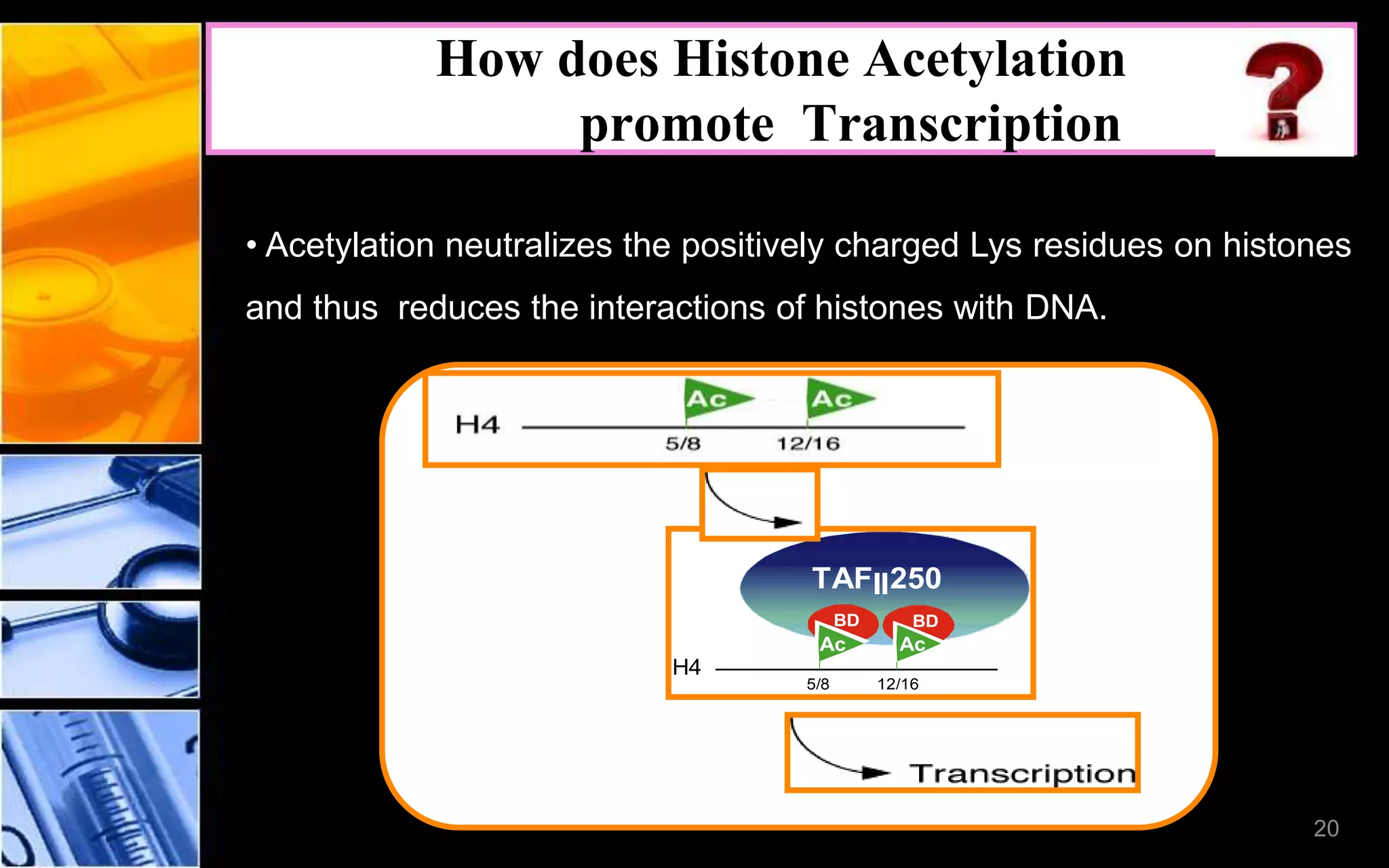 How does Histone Acetylation
promote Transcription
• Acetylation neutralizes the positively charged Lys residues on histones
and thus reduces the interactions of histones with DNA.
Ac
BD
H4
5/8 12/16
TAFII250
Ac
BD
20
 