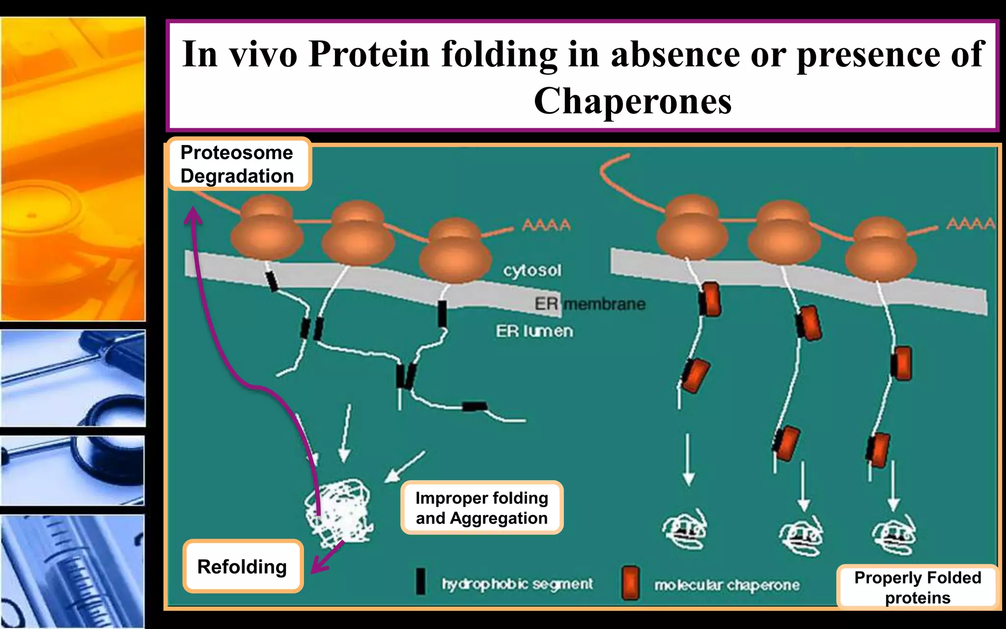 In vivo Protein folding in absence or presence of
Chaperones
Properly Folded
proteins
Improper folding
and Aggregation
Refolding
Proteosome
Degradation
 