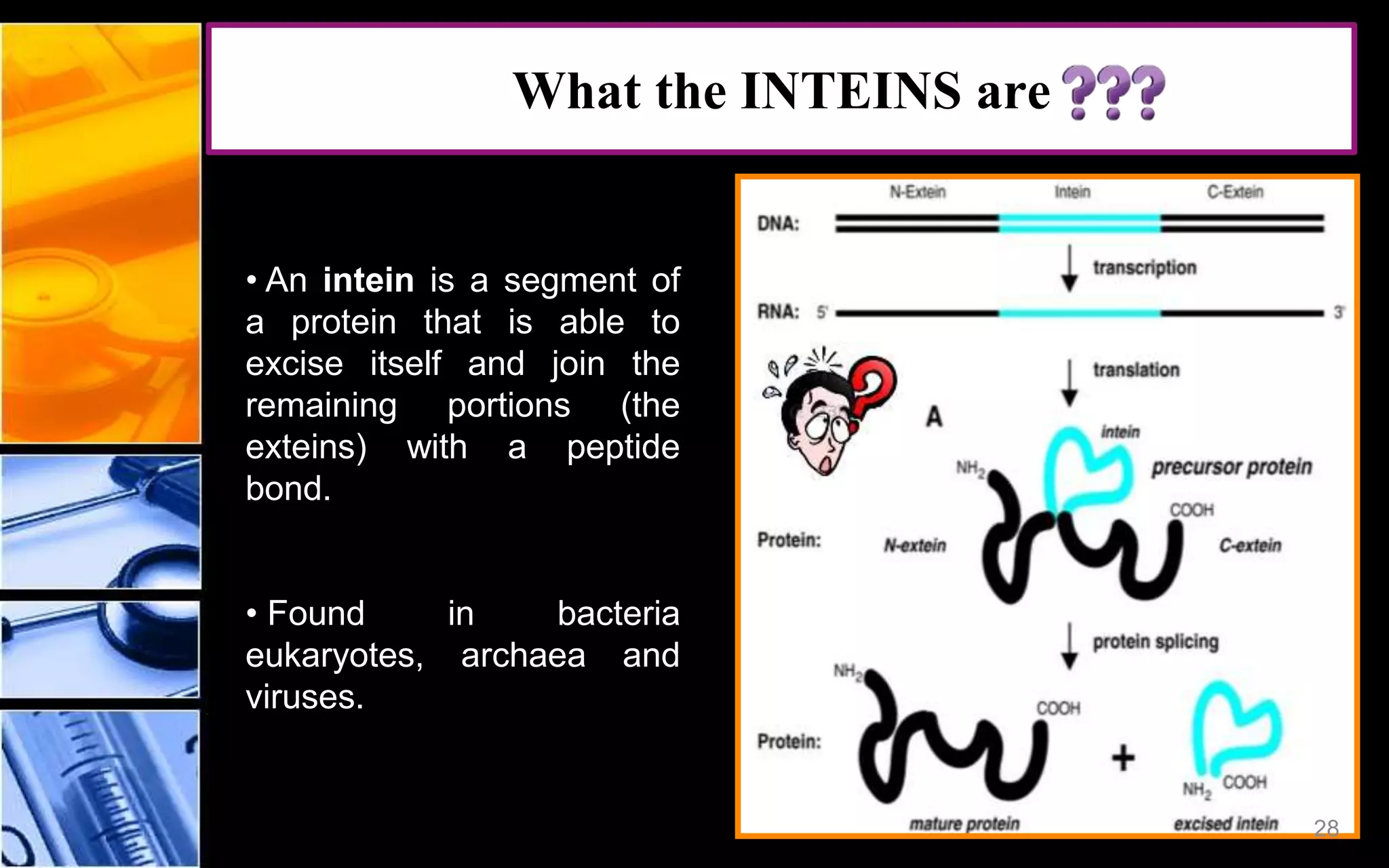 28
What the INTEINS are
• An intein is a segment of
a protein that is able to
excise itself and join the
remaining portions (the
exteins) with a peptide
bond.
• Found in bacteria
eukaryotes, archaea and
viruses.
 