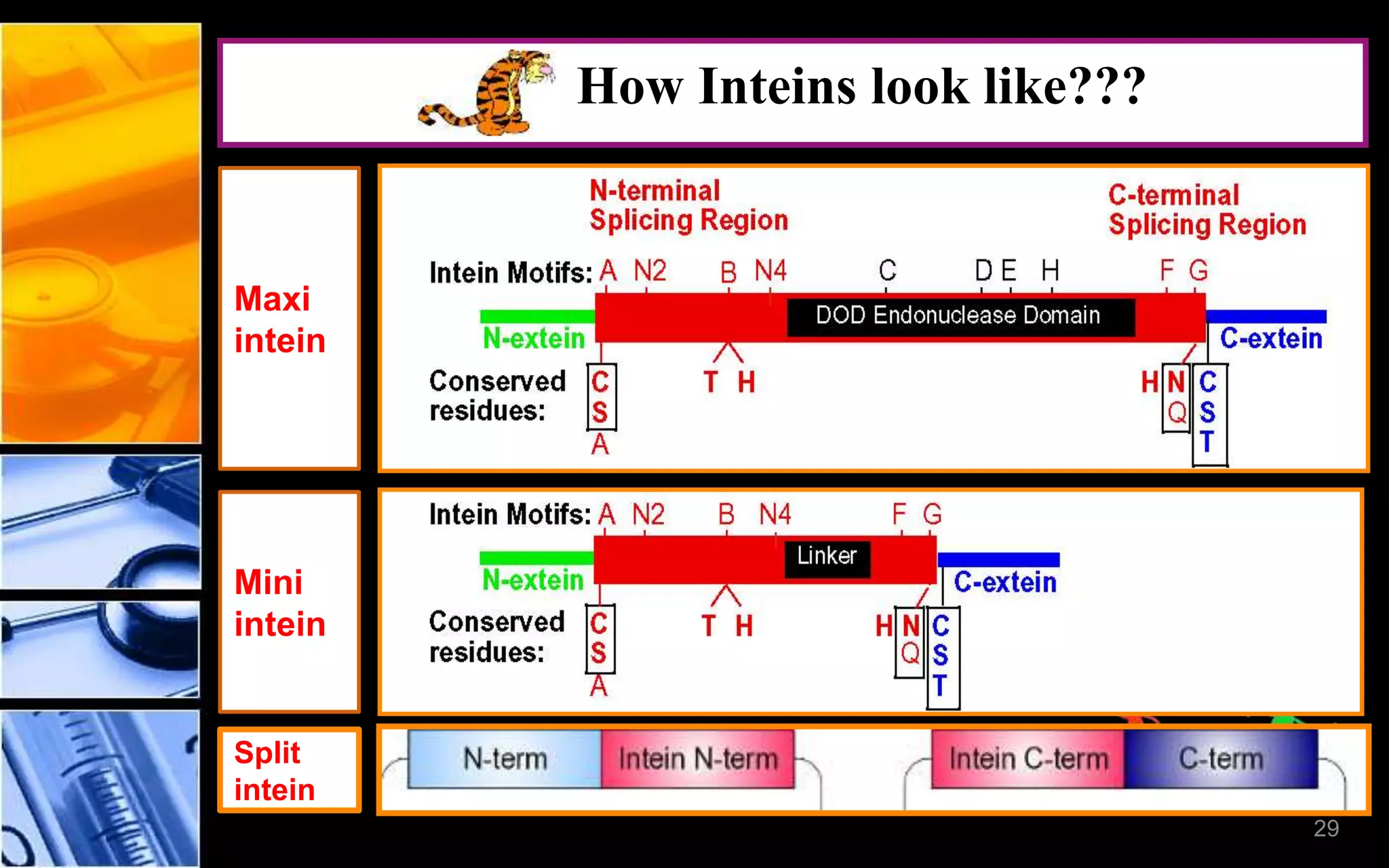 29
How Inteins look like???
Split
intein
Mini
intein
Maxi
intein
 