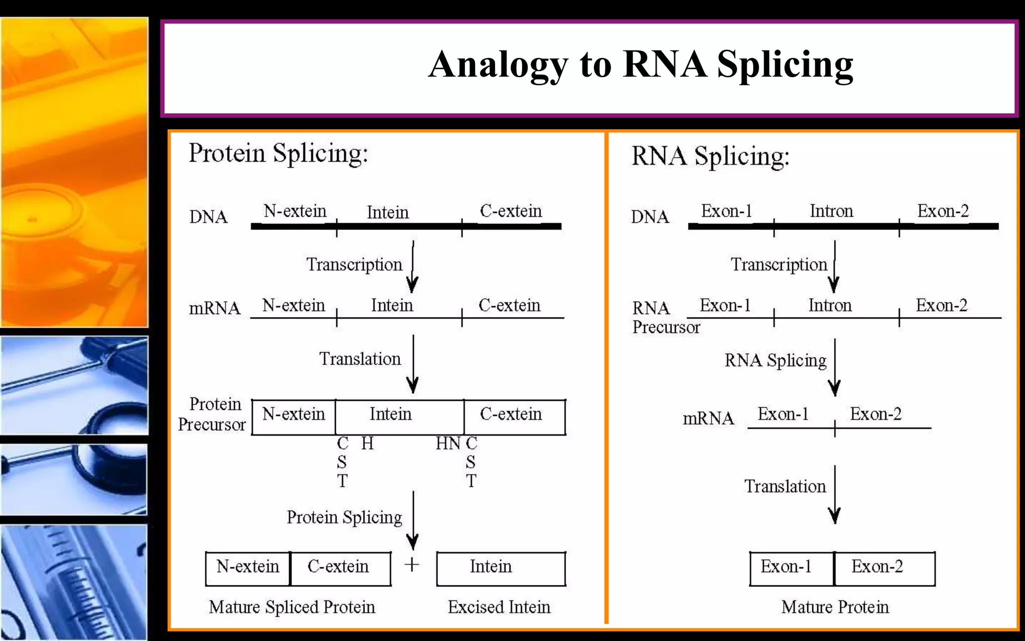 Analogy to RNA Splicing
 