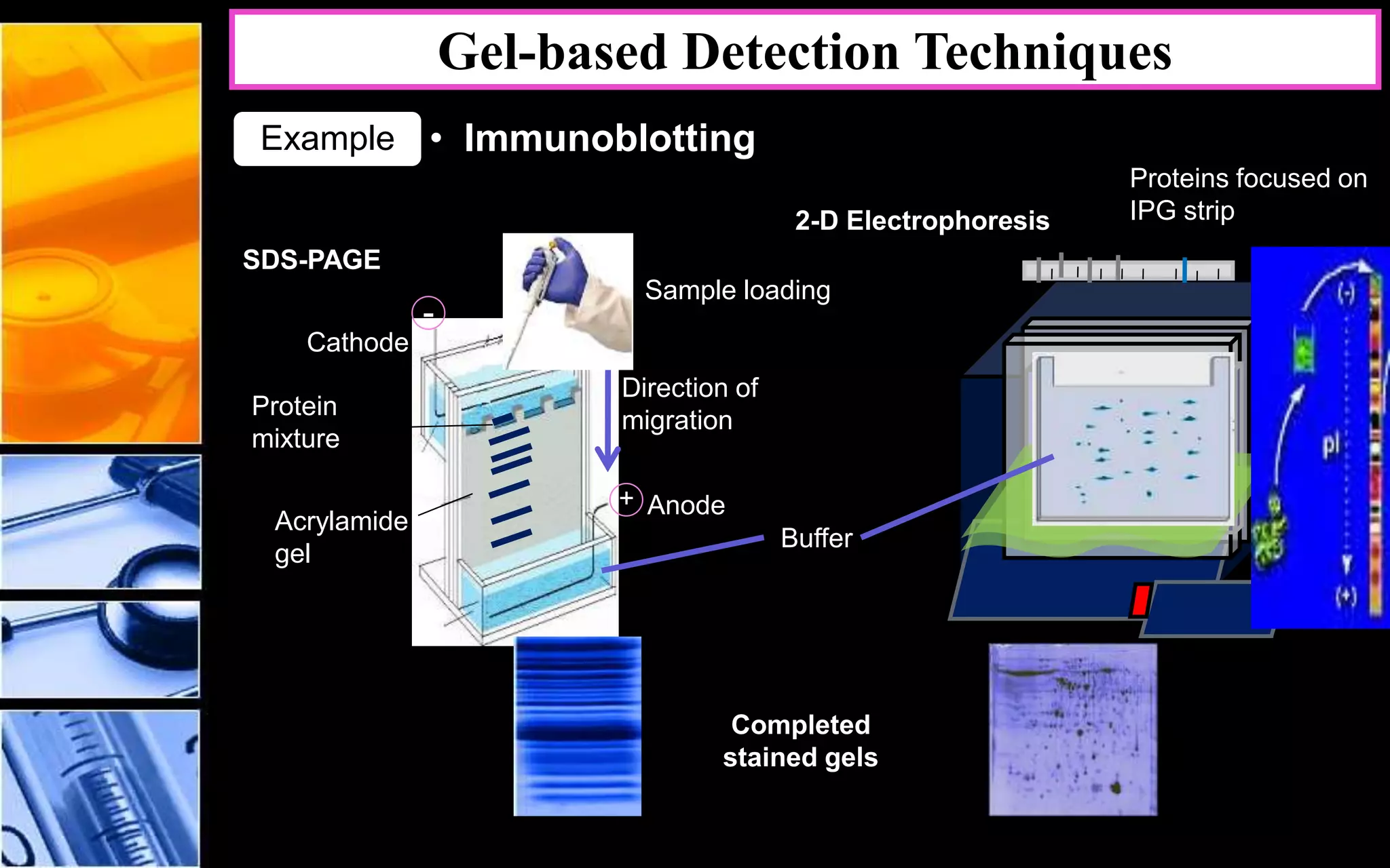 Direction of
migration
Anode
Cathode
-
+
Buffer
Acrylamide
gel
Sample loading
Protein
mixture
SDS-PAGE
2-D Electrophoresis
Proteins focused on
IPG strip
Direction of
migration
Completed
stained gels
Gel-based Detection Techniques
• ImmunoblottingExample
 