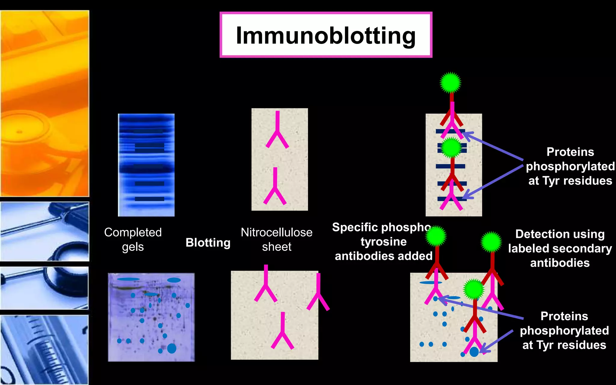 35
Completed
gels
Nitrocellulose
sheetBlotting
Specific phospho-
tyrosine
antibodies added
Detection using
labeled secondary
antibodies
Proteins
phosphorylated
at Tyr residues
Proteins
phosphorylated
at Tyr residues
Immunoblotting
 