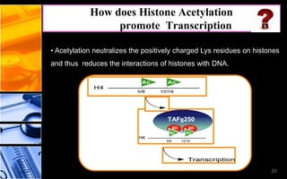 How does Histone Acetylation
promote Transcription
• Acetylation neutralizes the positively charged Lys residues on histones
and thus reduces the interactions of histones with DNA.
Ac
BD
H4
5/8 12/16
TAFII250
Ac
BD
20
 