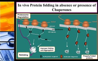 In vivo Protein folding in absence or presence of
Chaperones
Properly Folded
proteins
Improper folding
and Aggregation
Refolding
Proteosome
Degradation
 